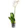 White Phalaenopsis orchid in a pot. Qatar
